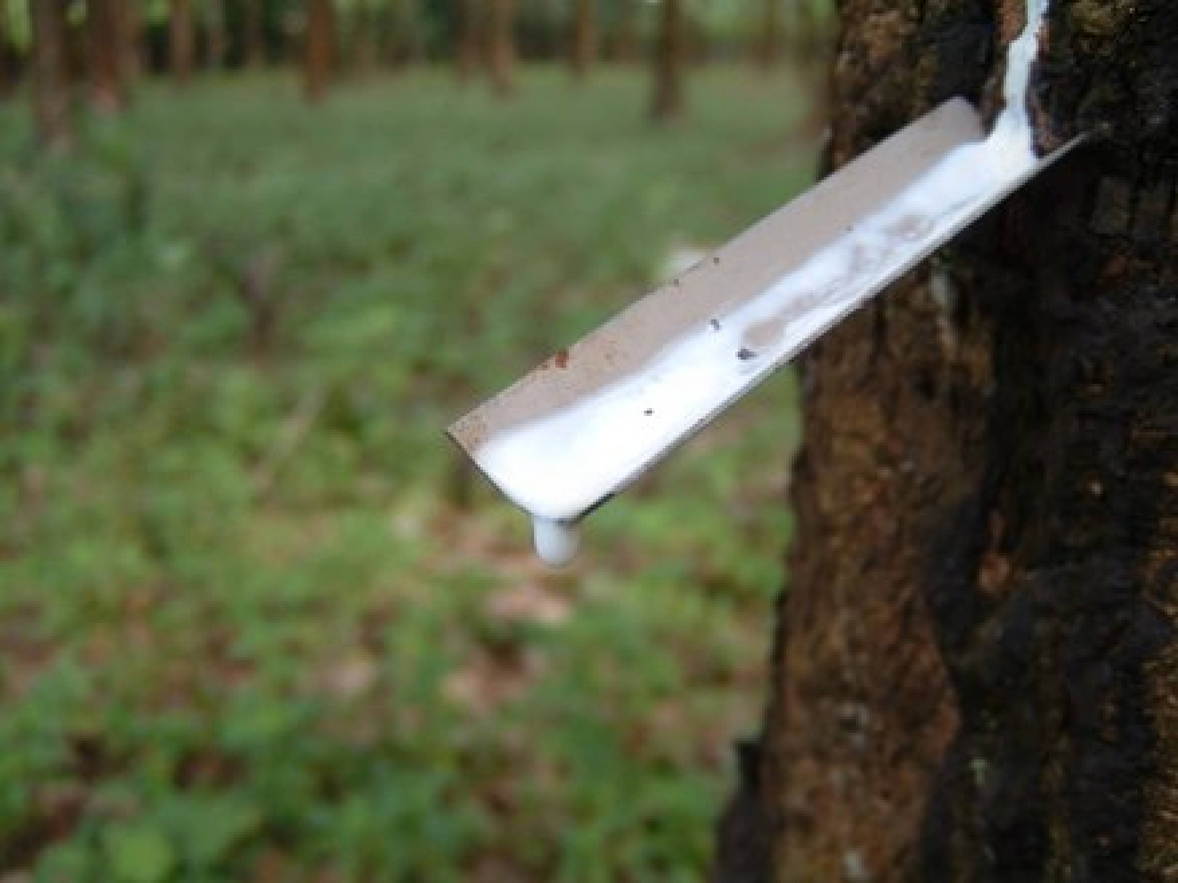 440px-latex-being-collected-from-a-tapped-rubber-tree